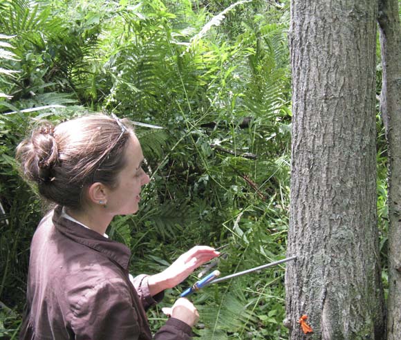 Photo of Caroline Tanguay extracting an increment core