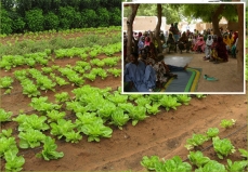 Montage photo d'une haie vive protégeant une terre cultivée, et de paysans du Sahel