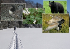 Montage photo de faune et flore de l'Algoma Highlands Conservancy