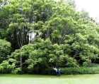 Photo of a gigantic butternut at the edge of a field