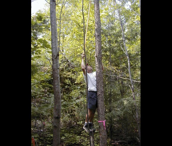 Photo of Alain Cogliastro, pruning a cherry tree