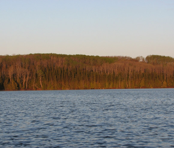 Photo of a 64-year old forest parcel