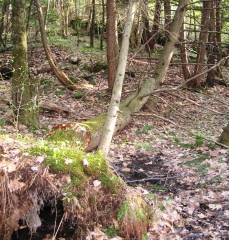 Photo de chablis, pruche déracinée