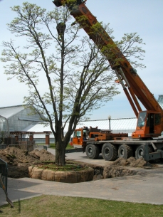 Travaux de déménagement du phellodendron