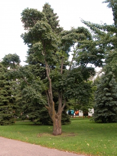 Le phellodendron dans son nouvel emplacement