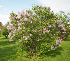 Photo d'un plant de lilas (Syringa sp.)