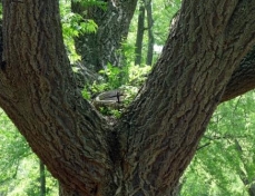 Photo d'un Phellodendron amurense au tronc se séparant en quatre