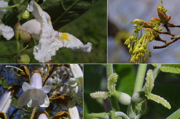 Montage photo prsentant la diversit d'apparence des fleurs d'arbres