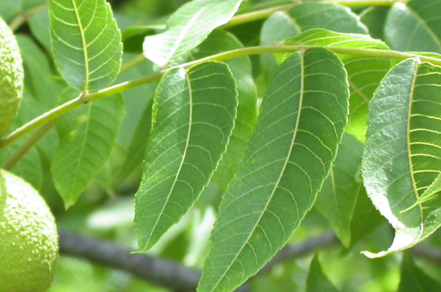 Photo of a black walnuts leaflets